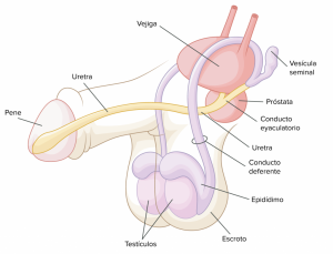 Home 225 Partes-del-pene