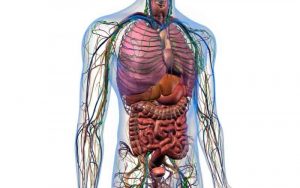 Home 96 abdomen