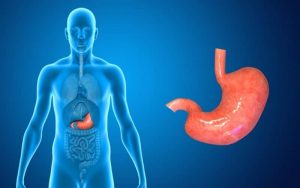 Home 189 anatomia-del-estomago