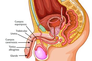 Home 185 anatomia-del-pene