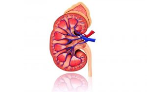 Home 227 anatomia-del-riñon