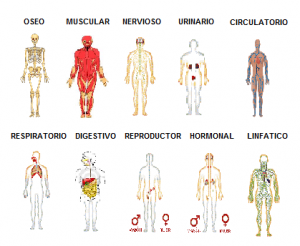 Home 85 aparatos-cuerpo-humano