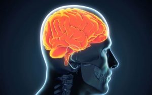 Home 10 cerebro-humano