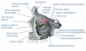 Home 80 cornete-nasal-inferior