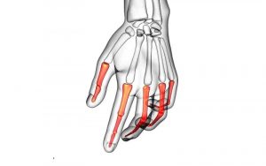 Home 22 falanges-de-la-mano