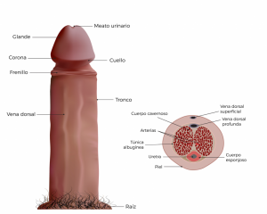 Home 91 frenillo-pene