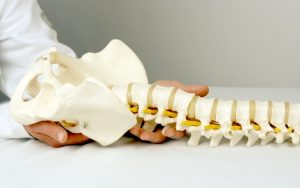 Home 56 funcion-de-la-columna-vertebral
