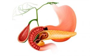 Home 118 funcion-del-pancreas