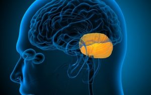 Home 224 funcion-mesencefalo