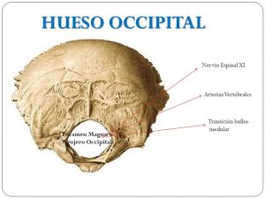 Home 65 hueso-occipital