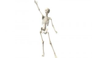 Home 147 huesos-cuerpo-humano