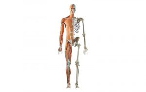 Home 109 huesos-del-cuerpo-humano