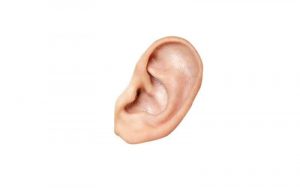 Home 58 lobulo-de-la-oreja