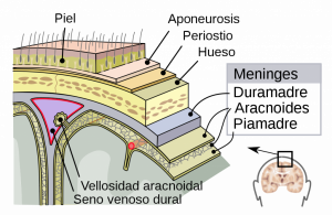 Home 31 meninges