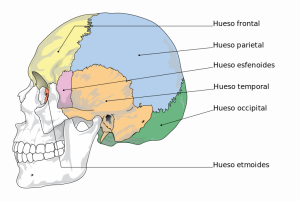 Home 57 neurocraneo