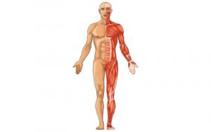 Home 117 organo-mas-grande-cuerpo-humano