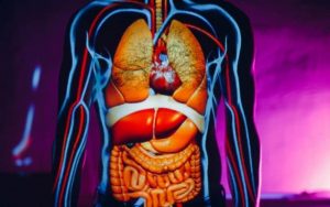Home 233 organos-del-cuerpo-humano
