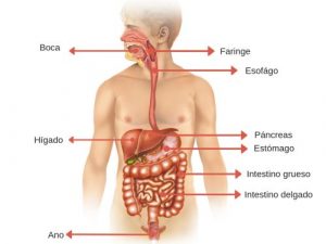 Home 90 organos-del-sistema-digestivo (1)