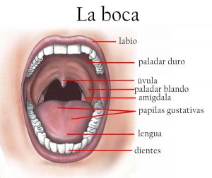 Home 180 partes-de-la-boca