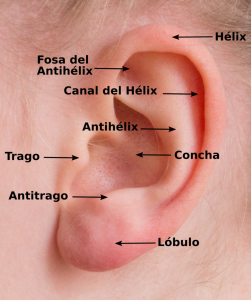Home 92 partes-de-la-oreja