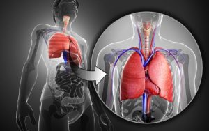 Home 167 partes-de-los-pulmones