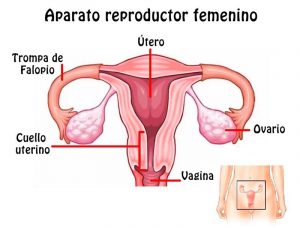 Home 158 partes-del-aparato-reproductor-femenino