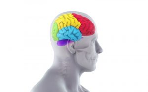 Home 152 partes-del-cerebro