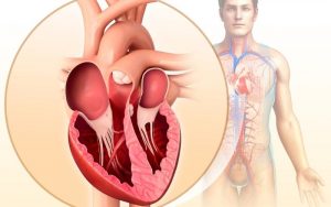 Home 174 partes-del-corazon