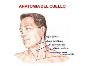 Home 237 partes-del-cuello