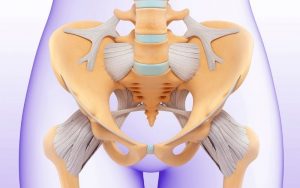 Home 165 pelvis