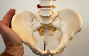 Home 15 pelvis-masculina