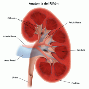 Home 212 pelvis-renal