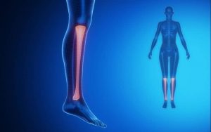 Home 53 tibia-hueso