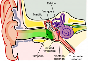 Home 163 trompa-de-eustaquio