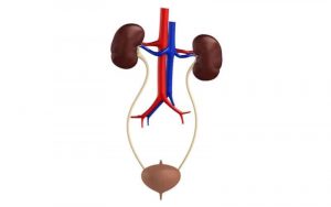 Home 46 ureter