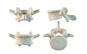 Home 36 vertebras