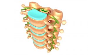 Home 25 vertebras-lumbares