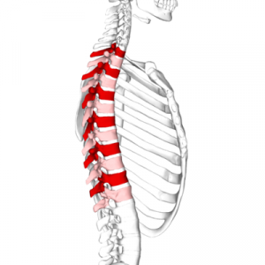 Home 157 vertebras-toracicas